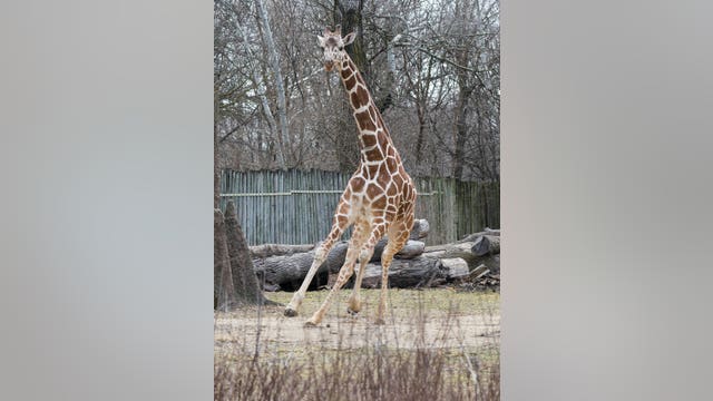 Giraffe runs and dances at Brookfield Zoo