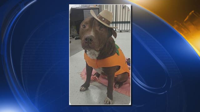 Poster dog for unattended tethering ordinance needs an angel