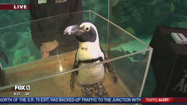 'Day of Discovery' at The Florida Aquarium caters to kids with special needs