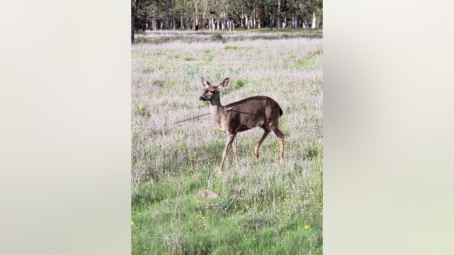 Poachers sought for leaving live deer with arrows stuck in them