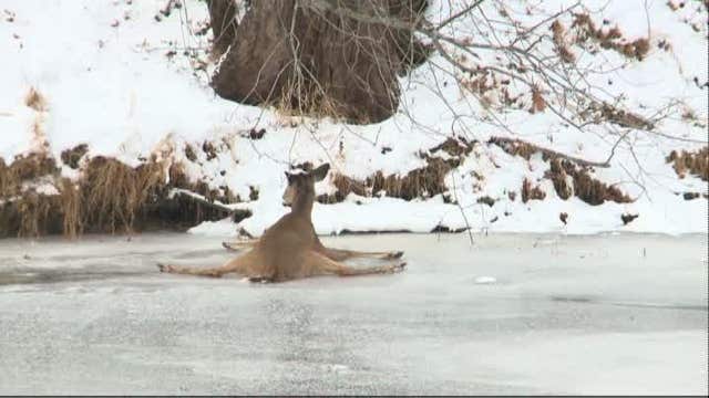 Deer rescued from ice in Connecticut