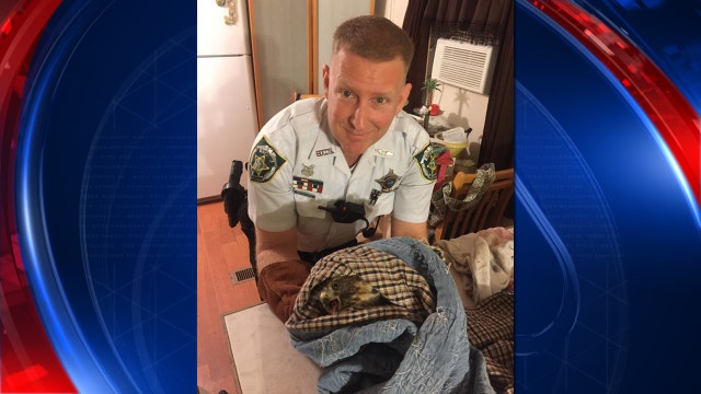 Hawk flies into Hillsborough woman's home