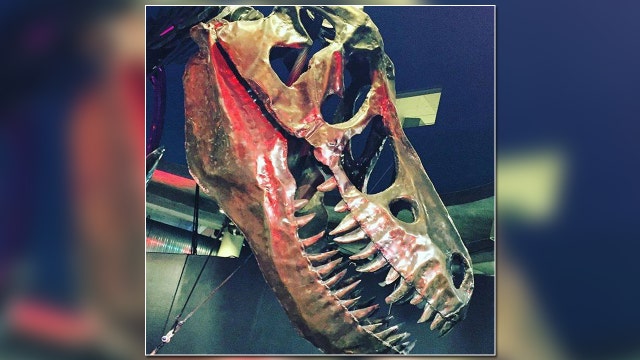 A morning at MOSI's Dinosaur Festival