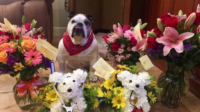 Florida dog goes viral after receiving flowers