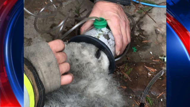 Firefighters rescue dog from DC house fire