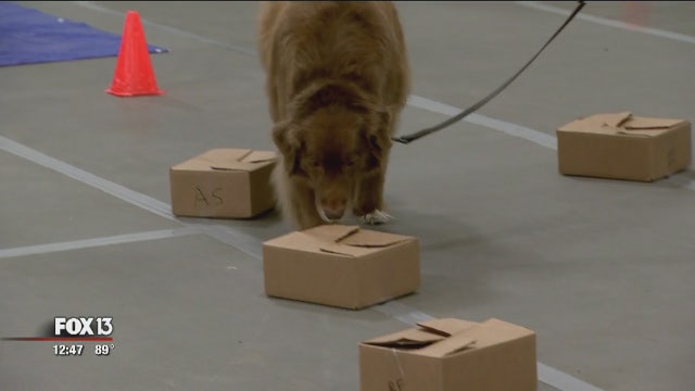 Dog Training Club of St. Petersburg preps pups for competitions, homes