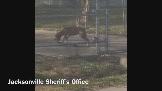 WATCH: Florida dog caught skateboarding in driveway
