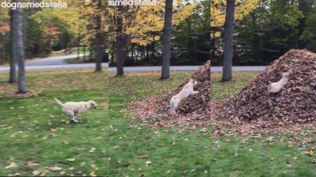 Dog jumping into pile of leaves sums up the joys of fall