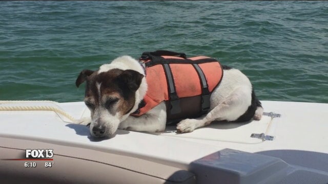 Dog rescued 3 hours after going missing in Gulf