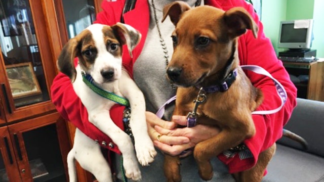 Dogs displaced by flooding find safe haven