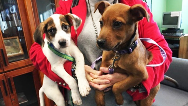 Shelter animals could become Florida's official state pet