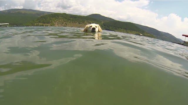 Pet parents warned to keep dogs away from toxic algae