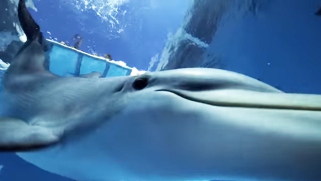 WATCH: Rescue Clearwater!