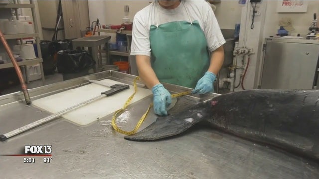 Gov. Scott declares state of emergency for red tide crisis