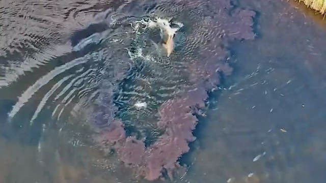 Hungry dolphin's rare 'mud ring' trick caught on video