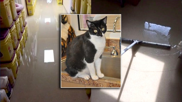 FL shelter needs help after cats cause flooding