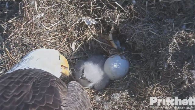 EAGLE CAM: Eaglet eats, grows; remaining egg shows no sign of hatching