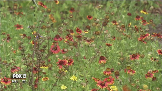 Earth Watch: Florida-friendly landscaping