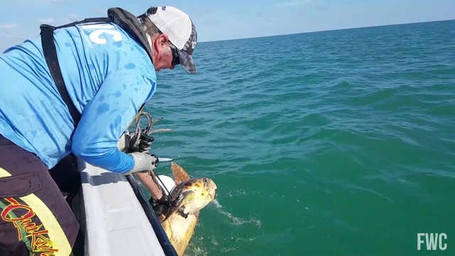Entangled loggerhead sea turtle rescued by FWC biologists