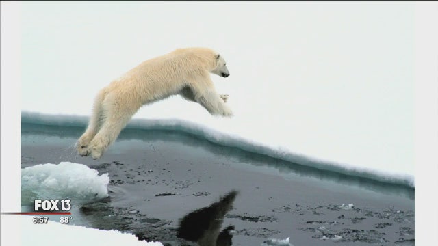 Environmental art on display at Creative Pinellas