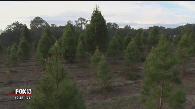 Dade City tree farm lets you cut down your own Christmas tree