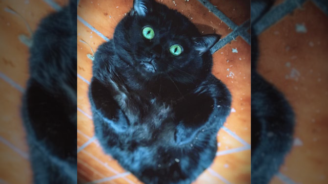 Fat cat goes to 'fat camp' at University of Florida, weight loss journey goes viral