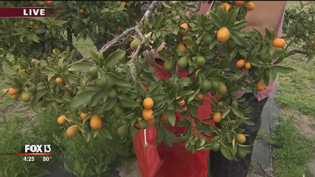 Dade City to host 22nd annual Kumquat Festival