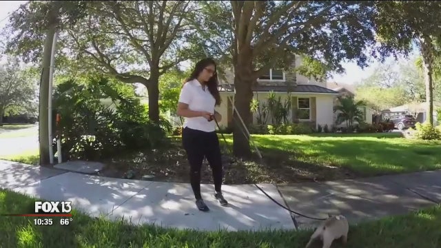 Dog-walking lucrative in luxury markets