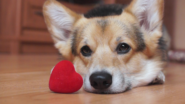 What's the history of Valentine's Day, and who was St. Valentine?