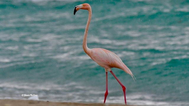 WATCH: Flamingo walks along Miami beach