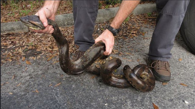 FWC has banned Floridians from having pet anacondas, other exotic species