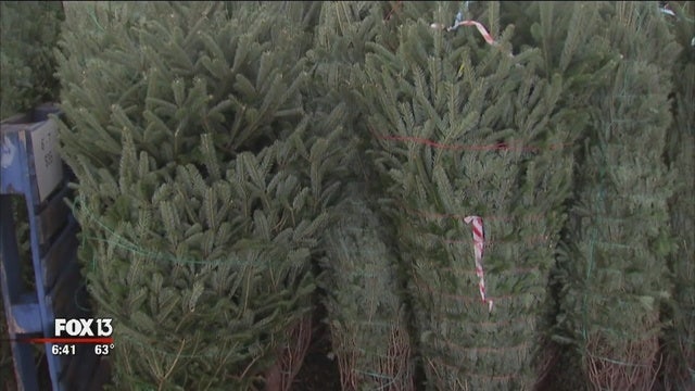 St. Pete offers free tree recycling