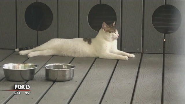 Manatee County program helps feral cats