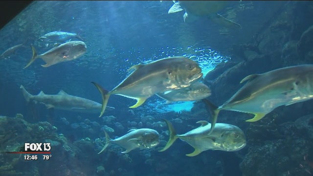 Florida Aquarium hosting upcoming fun, educational events