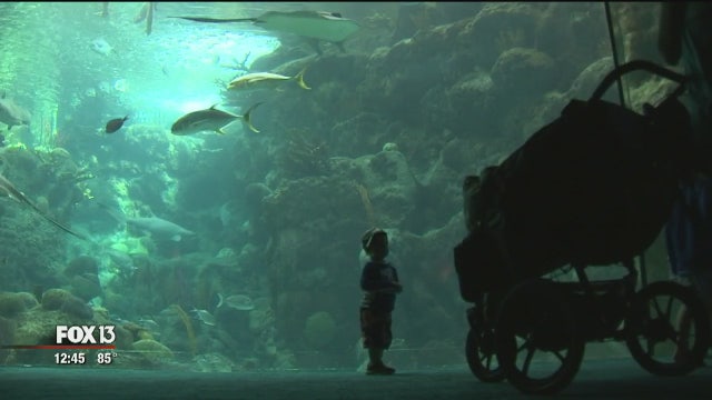Florida Aquarium offering "Tampa Strong Days"