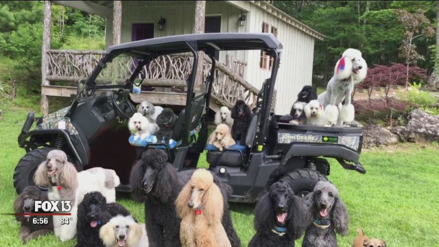 Florida Poodle Rescue looking for volunteers