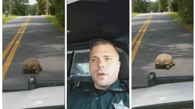 Florida deputy records amusing rant about slow tortoise on road