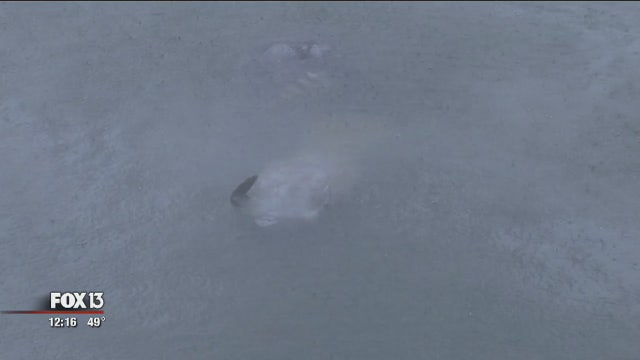 Manatees seek warm waters during Florida's cold weather