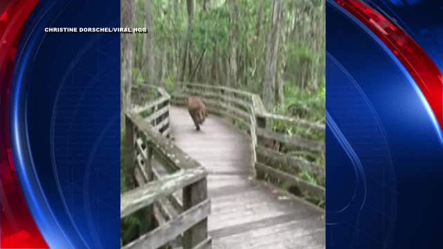 Video: Rare Florida panther startles woman