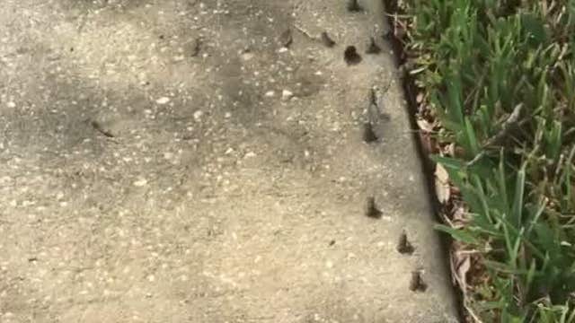 Frogs enter porch after Hurricane Irma breaks screen