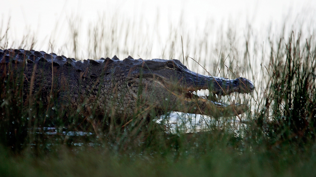 Deputy shoots alligator that trapped a girl in a tree