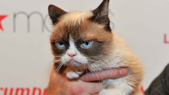 Internet sensation 'Grumpy Cat' dies at age 7