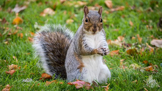 Orlando flight delayed after woman brings 'emotional support squirrel' on plane