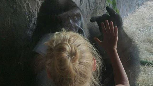 Touching photo shows encounter between girl and gorilla at Busch Gardens