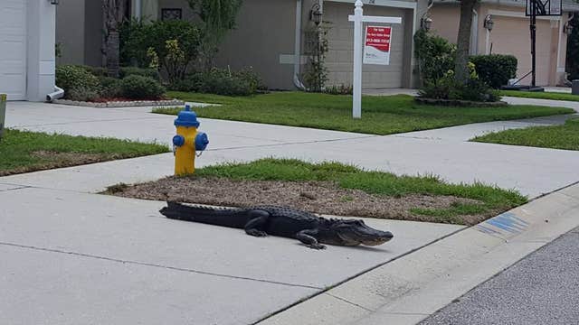 WATCH: Gator wanders Land O' Lakes neighborhood