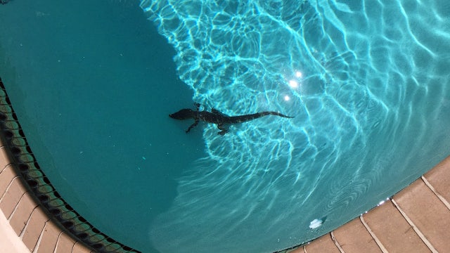 Later, 'gator: Deputies pull small intruder from pool