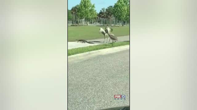 Gator chased back into pond by cranes
