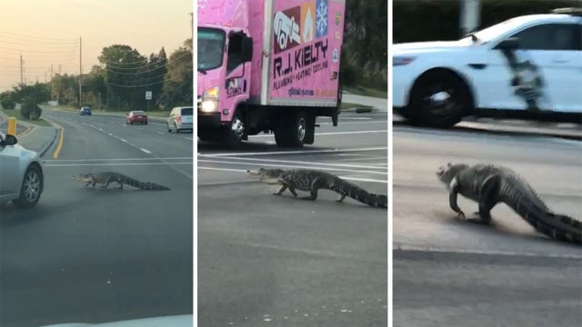 Alligator takes an evening stroll across Pasco County road
