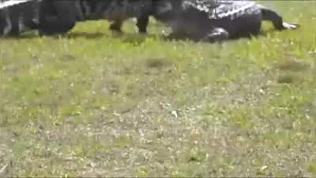 WATCH: Gators get into tussle on Florida golf course