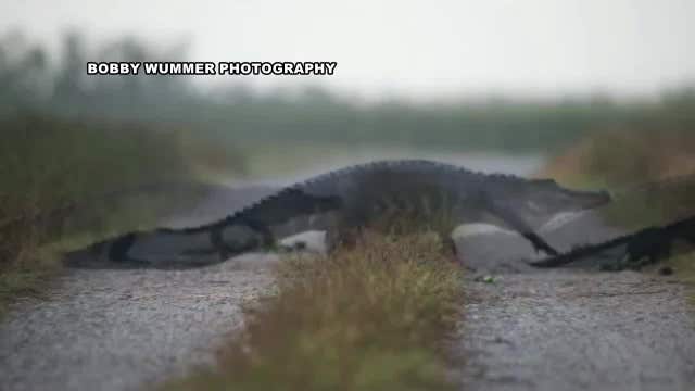 WATCH: Gators on parade: Alligators keep crossing, and crossing...